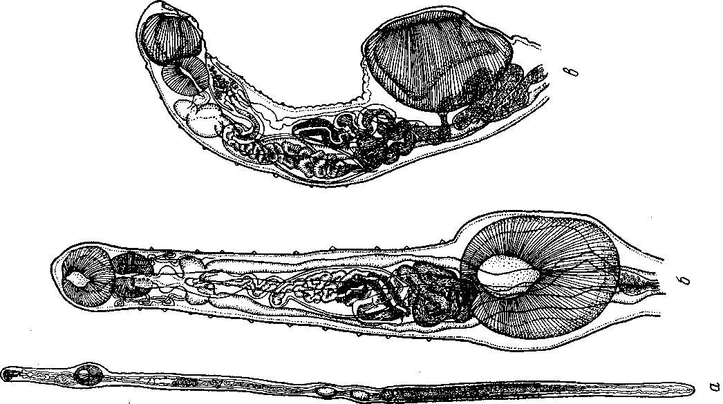Представитель Семейства Lampritrematidae